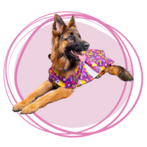 impermeable estampado de corazones morados para perros