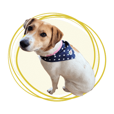 Categoría bufandas y pañoletas