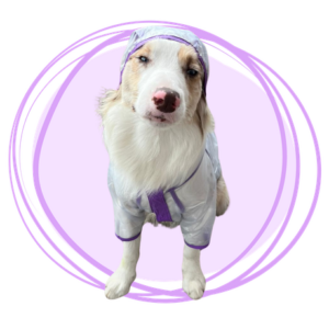 impermeable transparente morado para perros