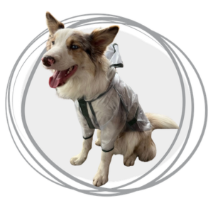 impermeable transparente negro para perros