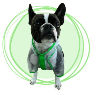 impermeable transparente verde para perros